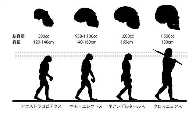 人類の進化とまなざしの高さ・脳容量の関係（「世界史詳覧」浜島書店2006改訂版の図を元に筆者作成）