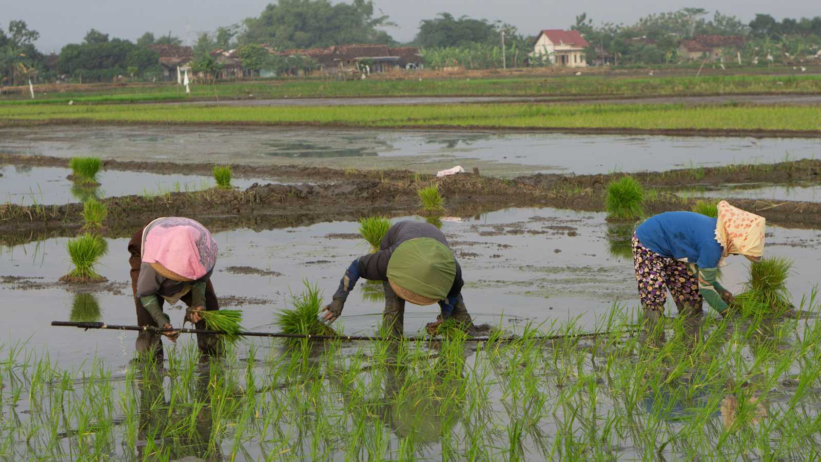 精神医療では太刀打ちできない8050問題に農が効く