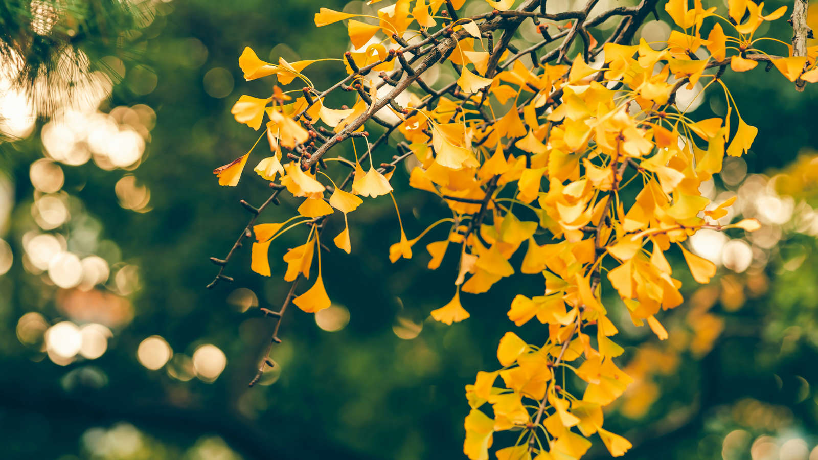 父の死、十代で覚悟した自らの死－－生と死の間で（2）