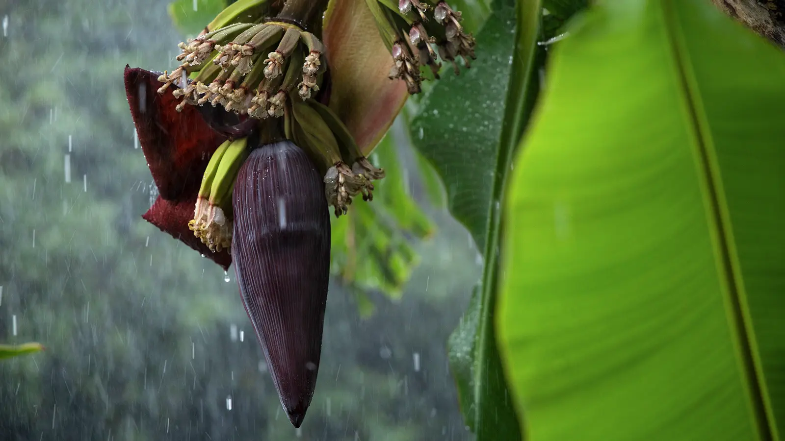 <small>写真集の夜<br />飯沢耕太郎オンライン・フォトブック・ギャラリー</small><br />第10回 館野二朗 『AWAI 奄美2016-2025』 出版記念トークをめぐたまよりライブ中継